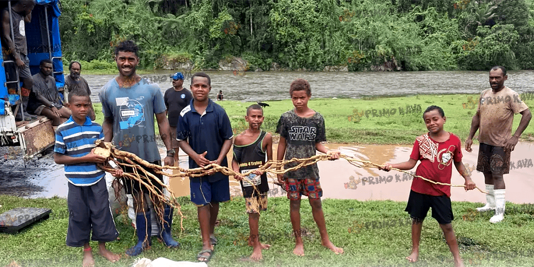 Super Long Kava Root held by Fijians